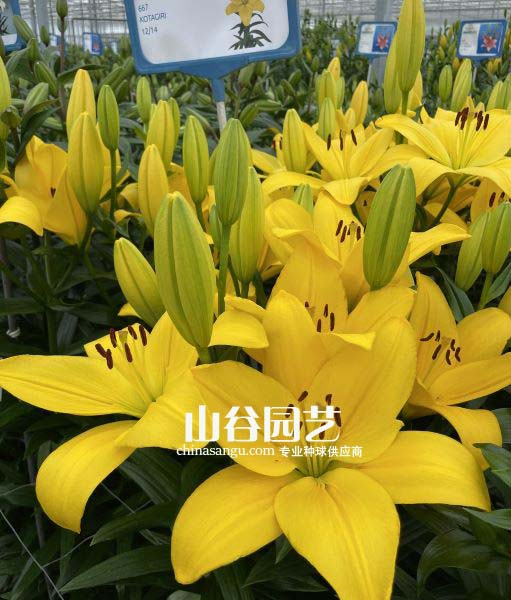 创世大发-百合