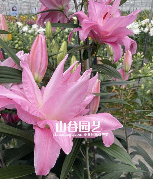创世大发-百合