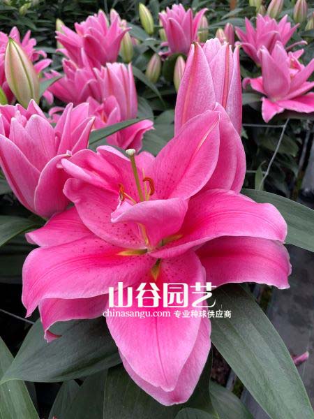 创世大发-百合
