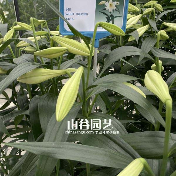创世大发-百合