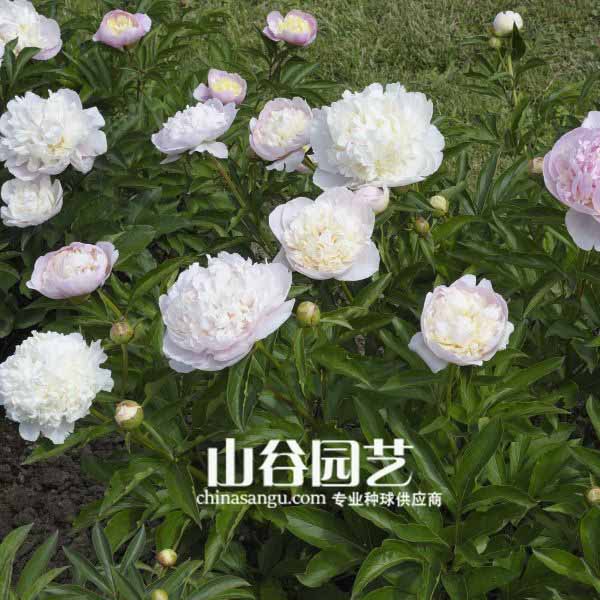 创世大发-芍药