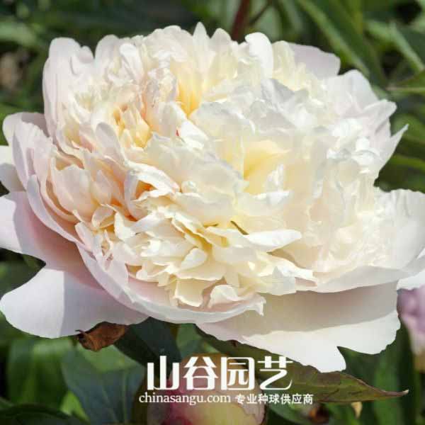 创世大发-芍药