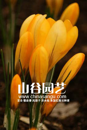 创世大发-番红花 Crocus