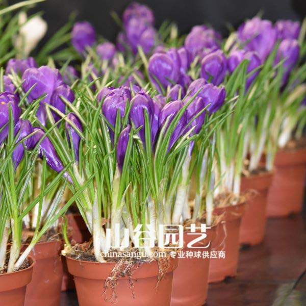 创世大发-番红花 Crocus