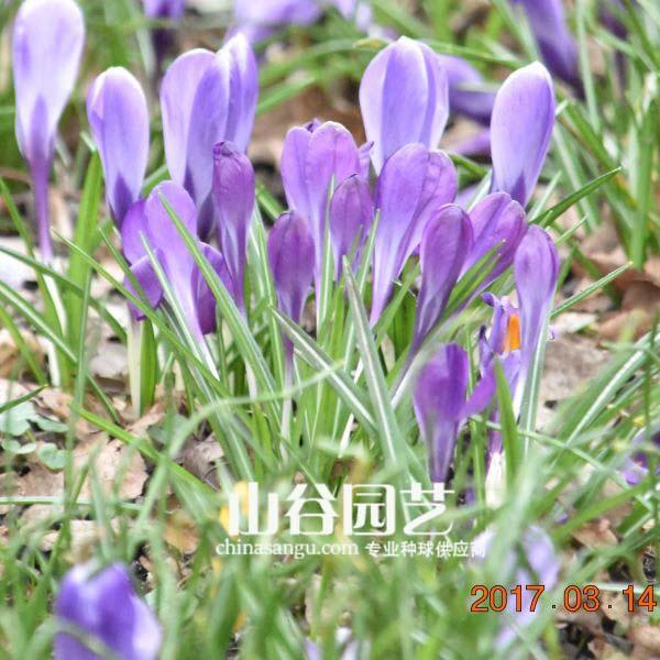 创世大发-番红花 Crocus
