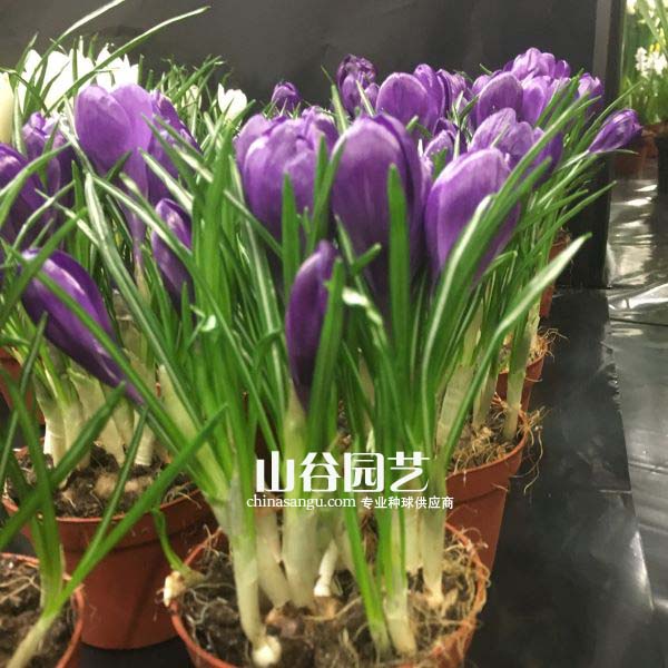 创世大发-番红花 Crocus