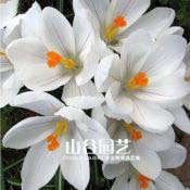 创世大发-番红花 Crocus