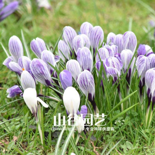 创世大发-番红花 Crocus
