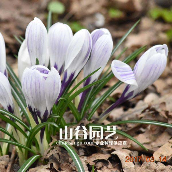 创世大发-番红花 Crocus