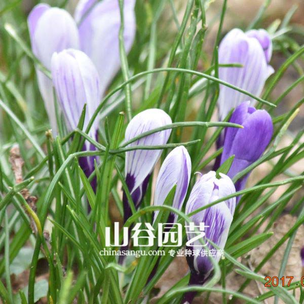 创世大发-番红花 Crocus