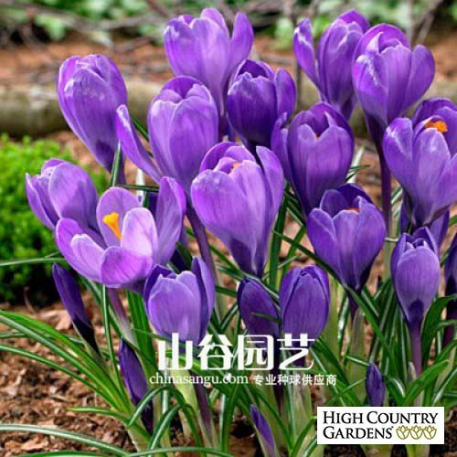 创世大发-番红花 Crocus