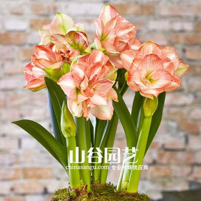 创世大发-朱顶红