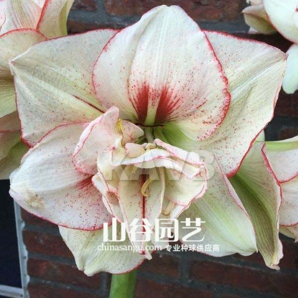 创世大发-朱顶红