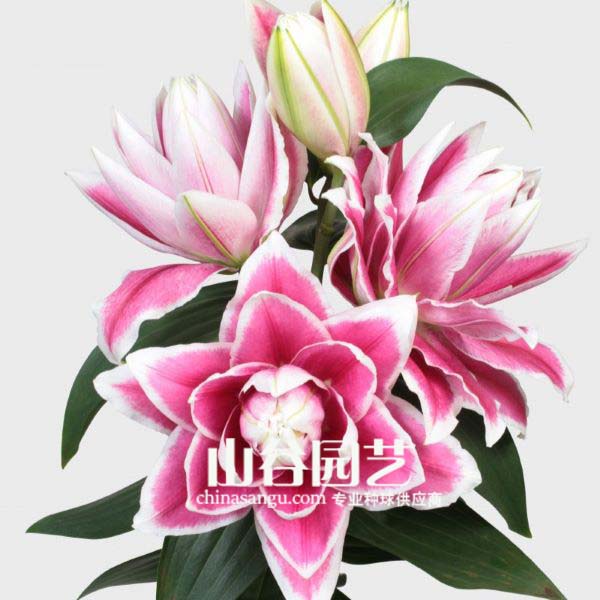 创世大发-百合