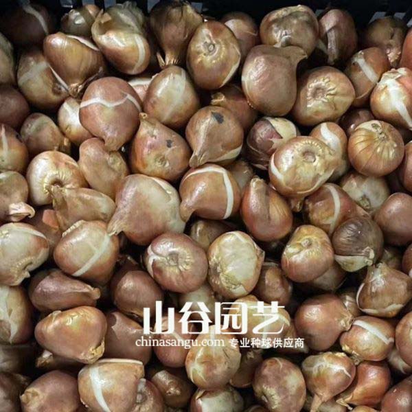创世大发-郁金香
