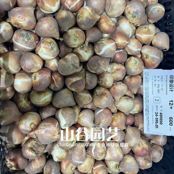 创世大发-郁金香