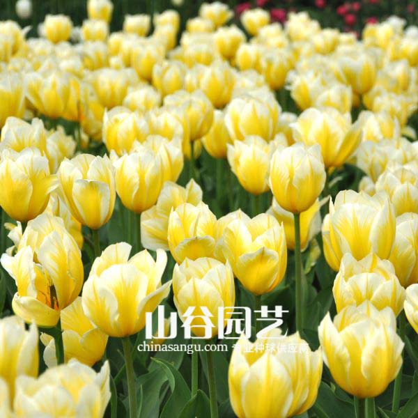 创世大发-郁金香