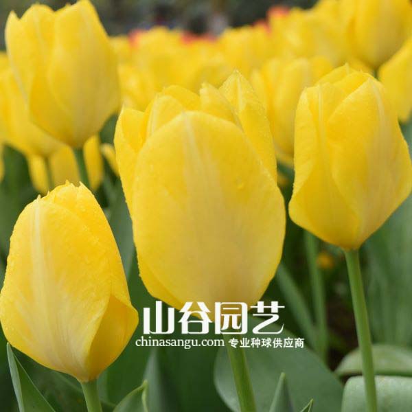创世大发-郁金香