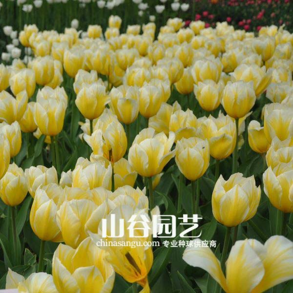 创世大发-郁金香
