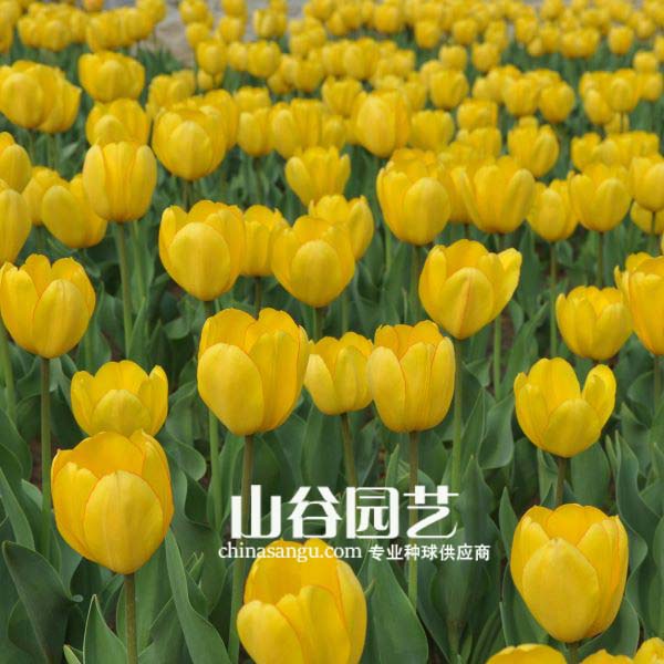 创世大发-郁金香