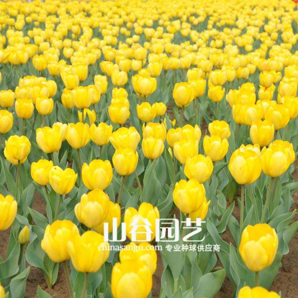 创世大发-郁金香