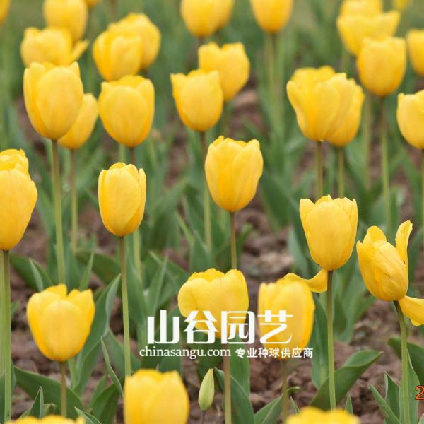 创世大发-郁金香