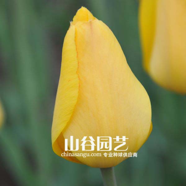 创世大发-郁金香