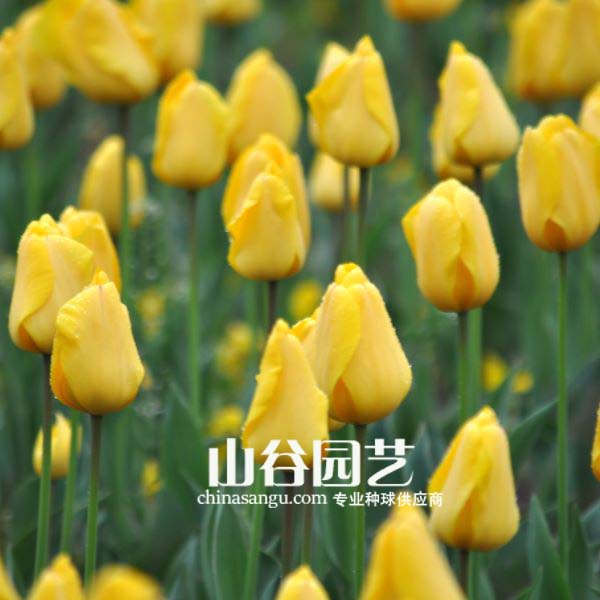 创世大发-郁金香