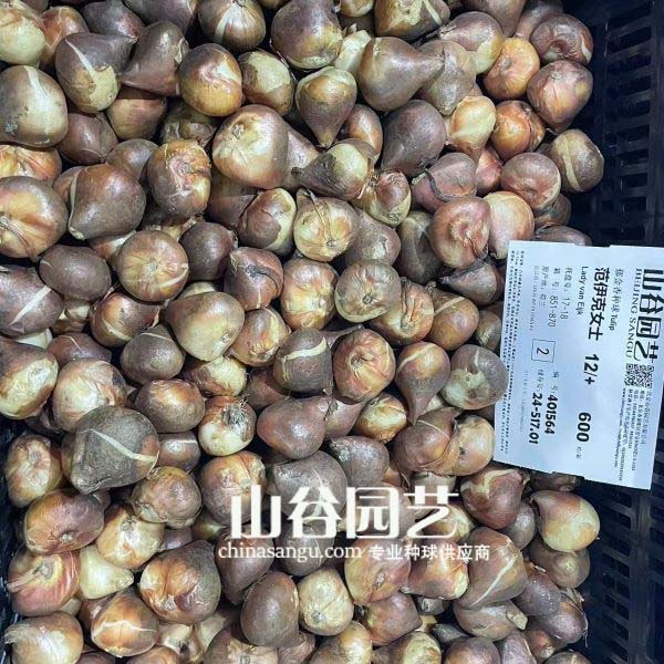创世大发-郁金香