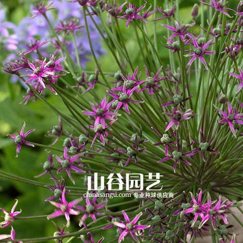 创世大发-花葱