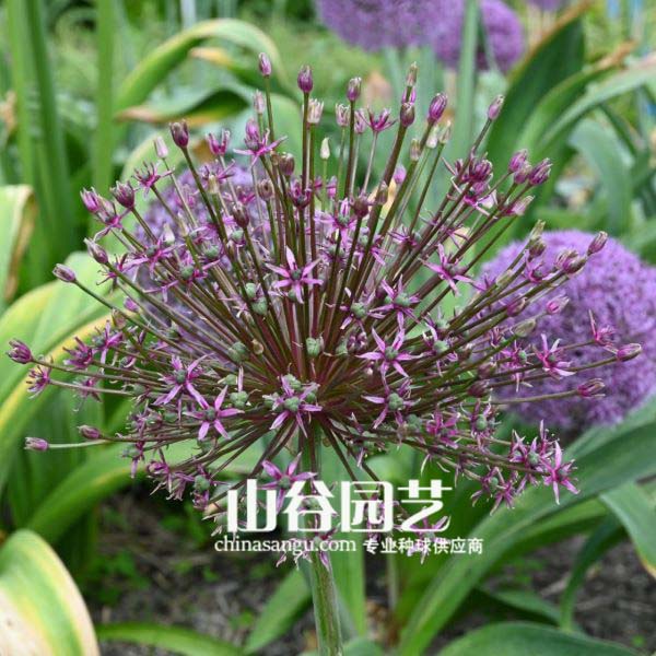 创世大发-花葱