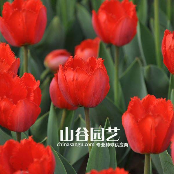 创世大发-郁金香