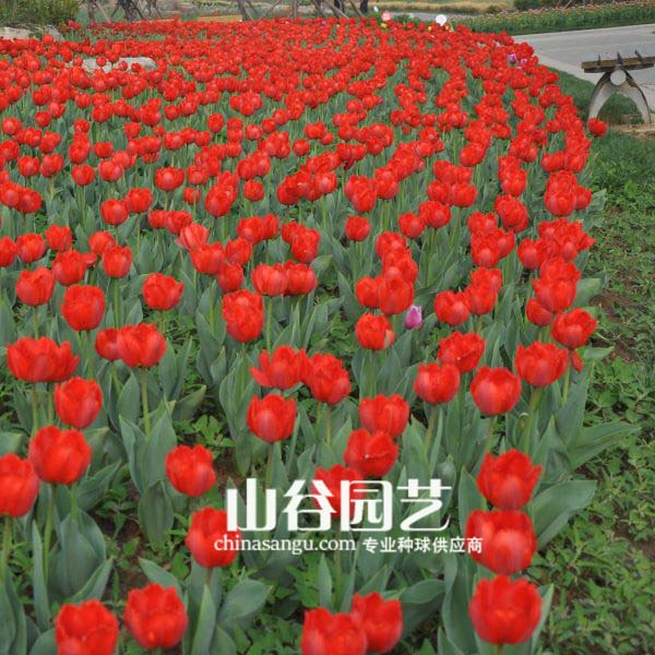 创世大发-郁金香