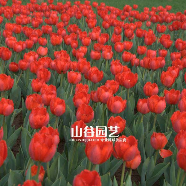 创世大发-郁金香