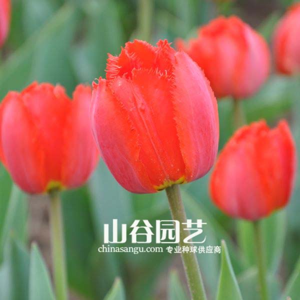 创世大发-郁金香