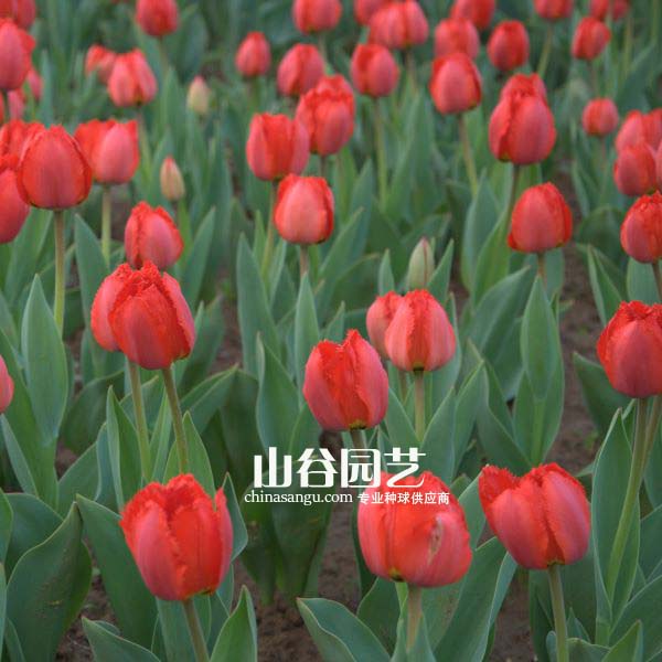 创世大发-郁金香