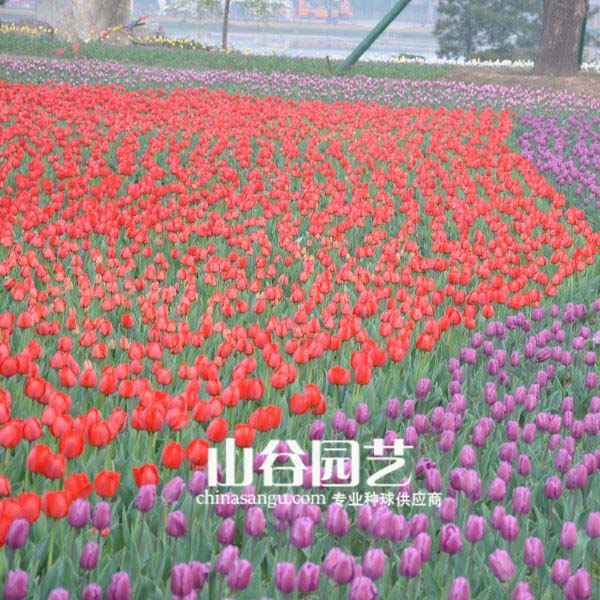 创世大发-郁金香