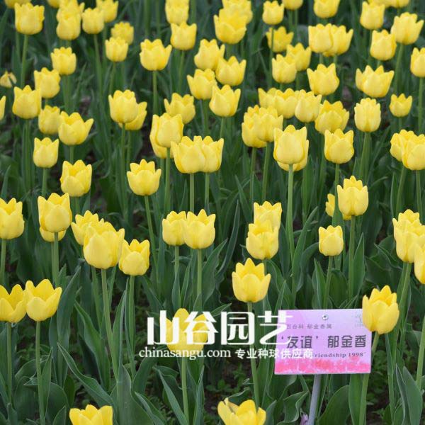 创世大发-郁金香