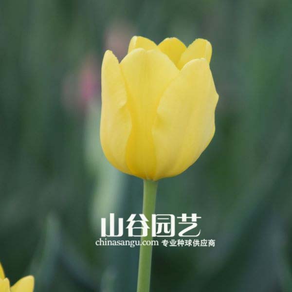 创世大发-郁金香