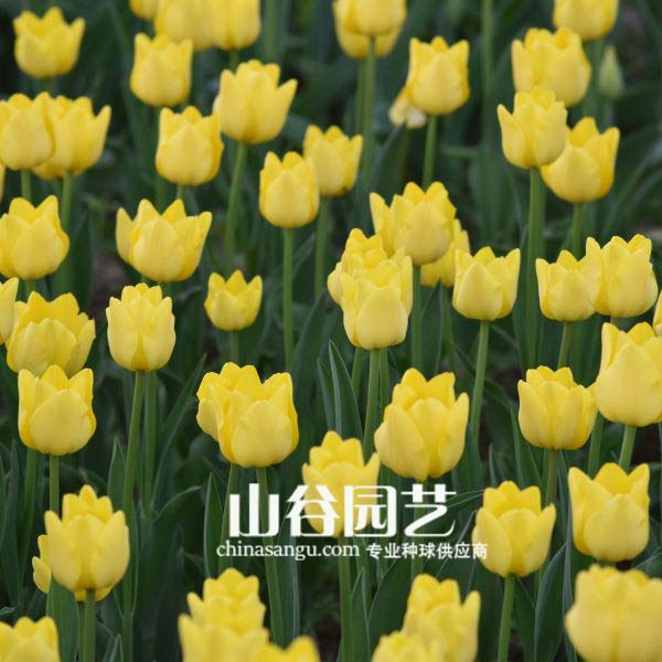 创世大发-郁金香