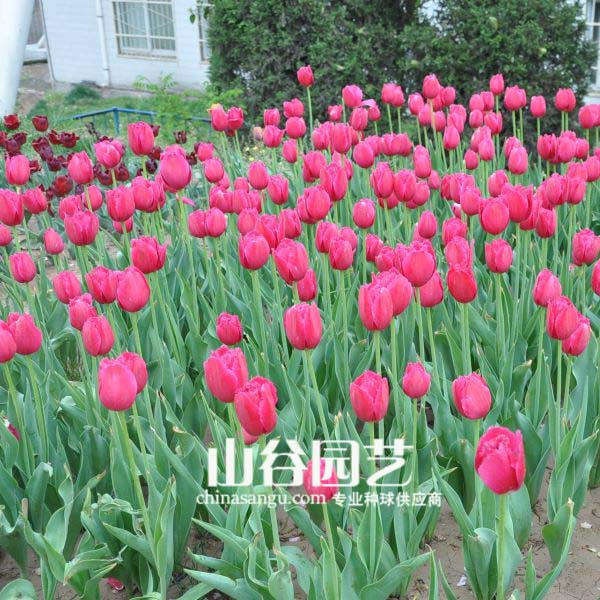 创世大发-郁金香