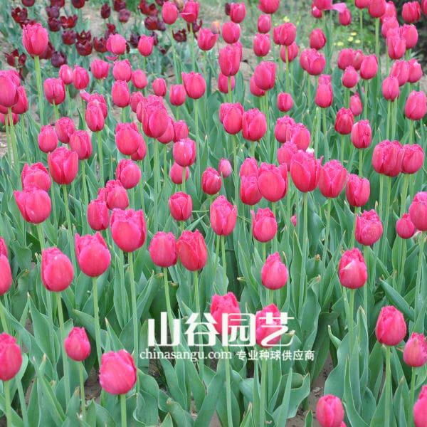 创世大发-郁金香