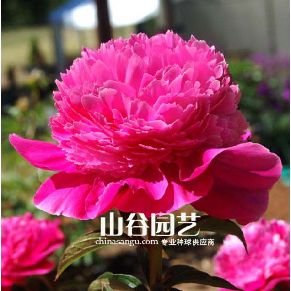 创世大发-芍药