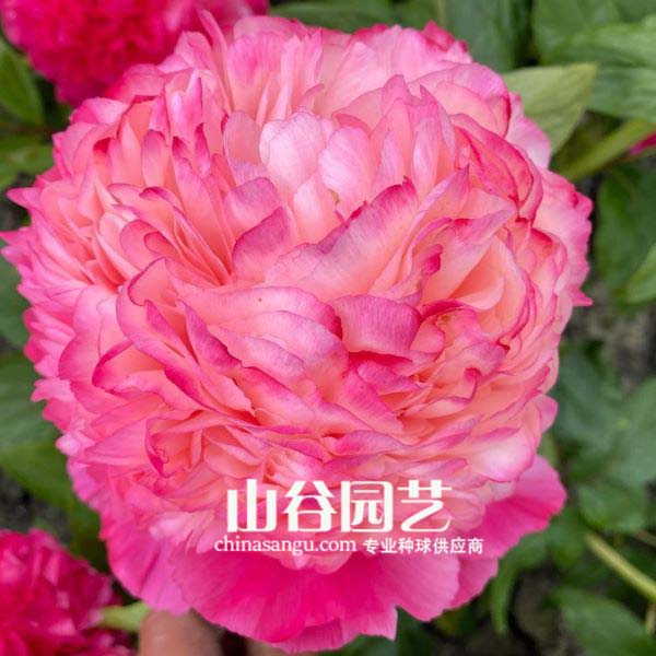 创世大发-芍药
