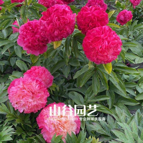 创世大发-芍药