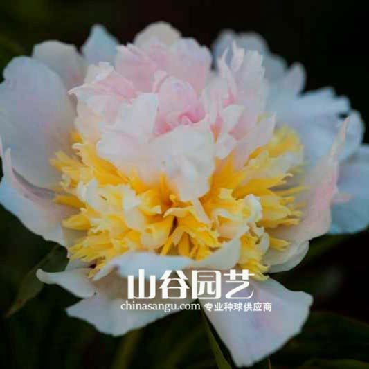 创世大发-芍药