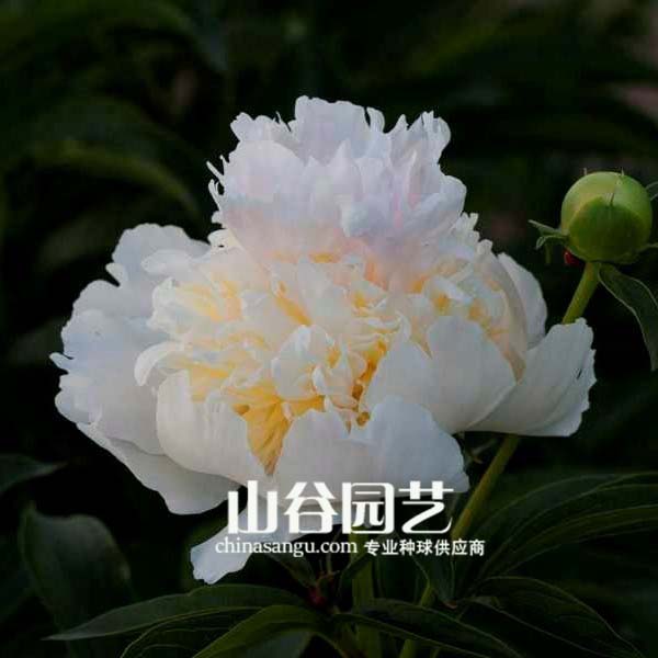 创世大发-芍药