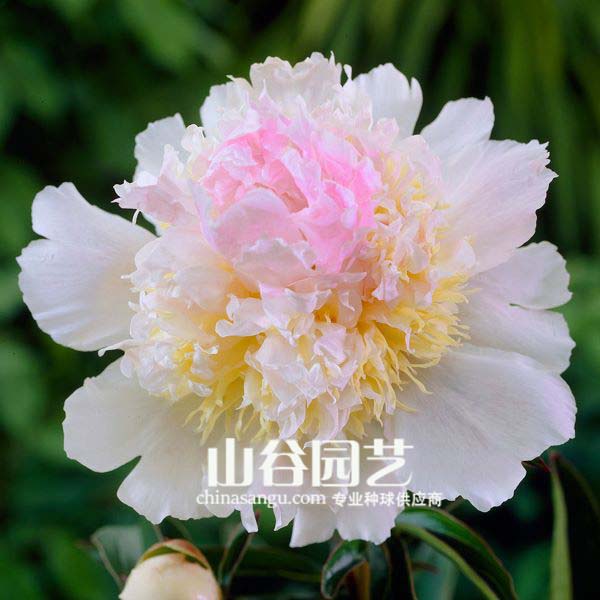 创世大发-芍药