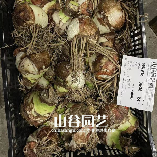 创世大发-朱顶红