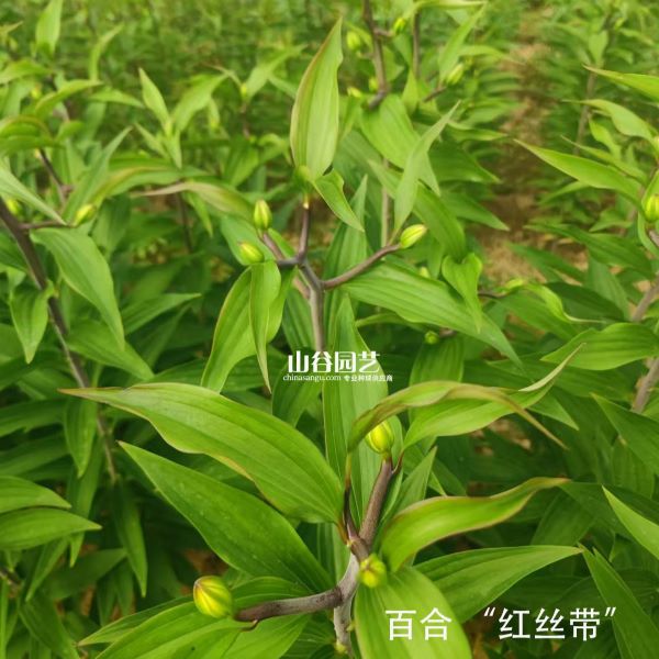 创世大发-百合
